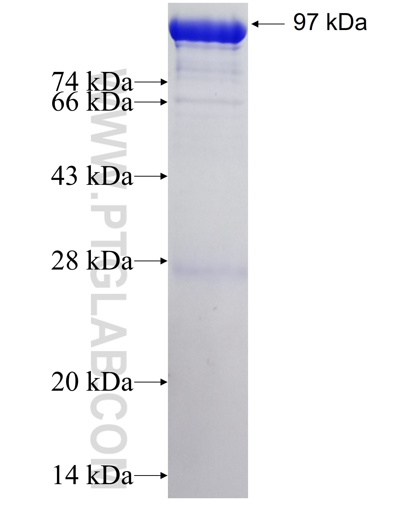 PAPSS1 fusion protein Ag6401 SDS-PAGE