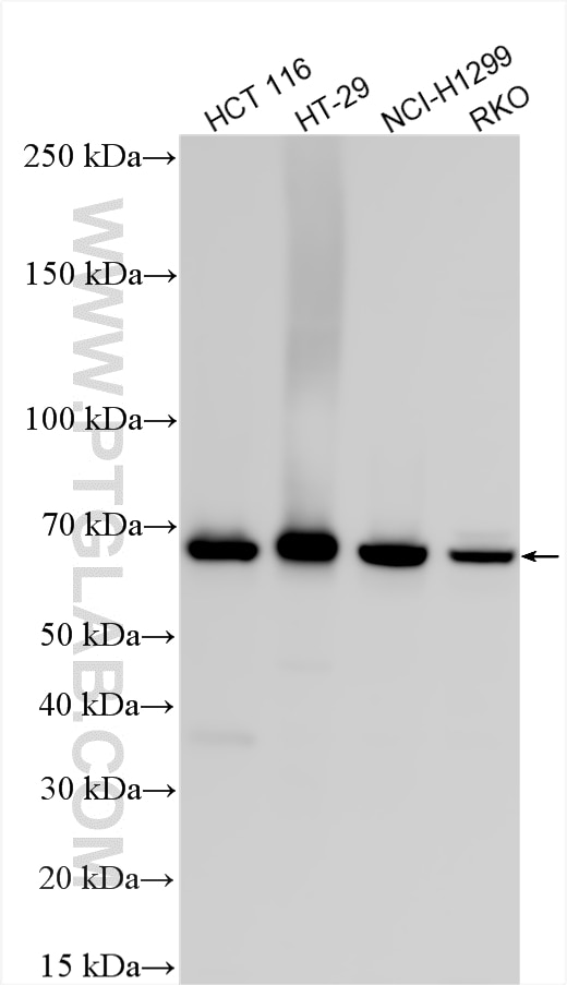 Western Blot (WB) analysis of various lysates using PAPSS2 Polyclonal antibody (15978-1-AP)