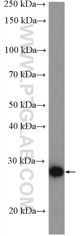 Western Blot (WB) analysis of HeLa cells using PAQR4 Polyclonal antibody (13401-1-AP)