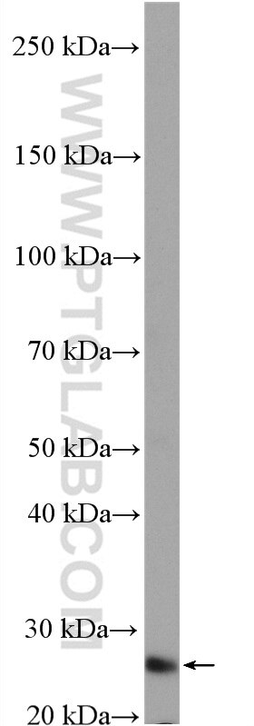 Western Blot (WB) analysis of mouse liver tissue using PAQR4 Polyclonal antibody (13401-1-AP)