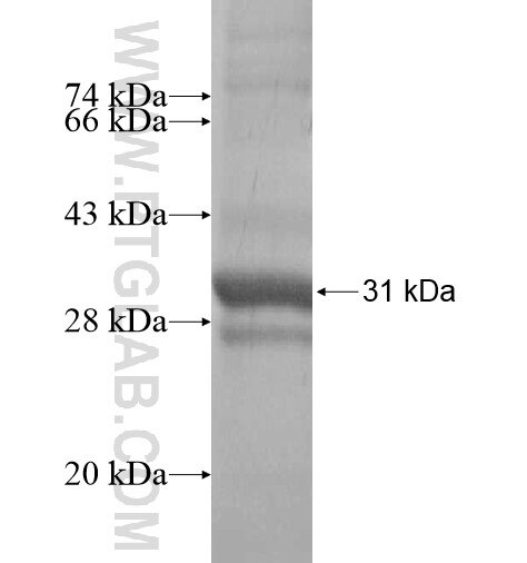 PAQR5 fusion protein Ag14067 SDS-PAGE