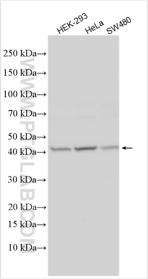 Western Blot (WB) analysis of various lysates using PAQR7 Polyclonal antibody (24966-1-AP)