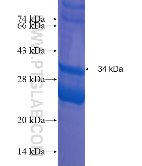 PAQR7 fusion protein Ag21655 SDS-PAGE