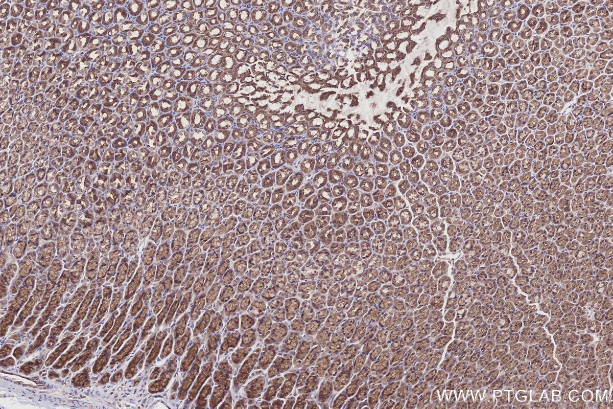 Immunohistochemistry (IHC) staining of rat stomach tissue using PARD3 Polyclonal antibody (11085-1-AP)