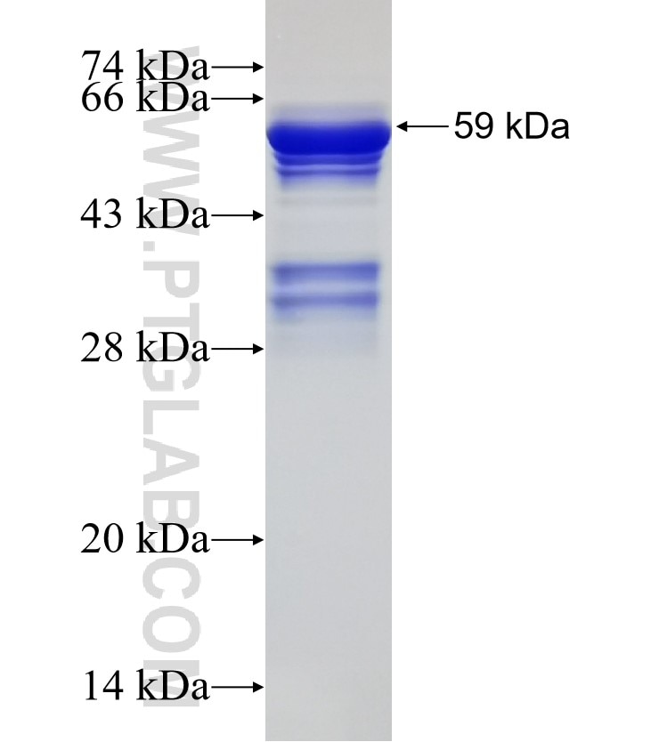 PARD3 fusion protein Ag1565 SDS-PAGE
