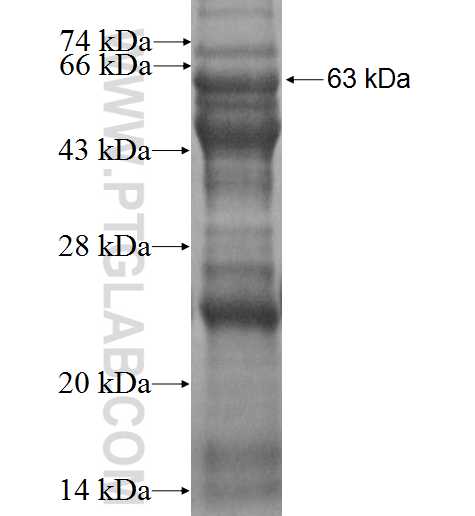 PARD6A fusion protein Ag2242 SDS-PAGE