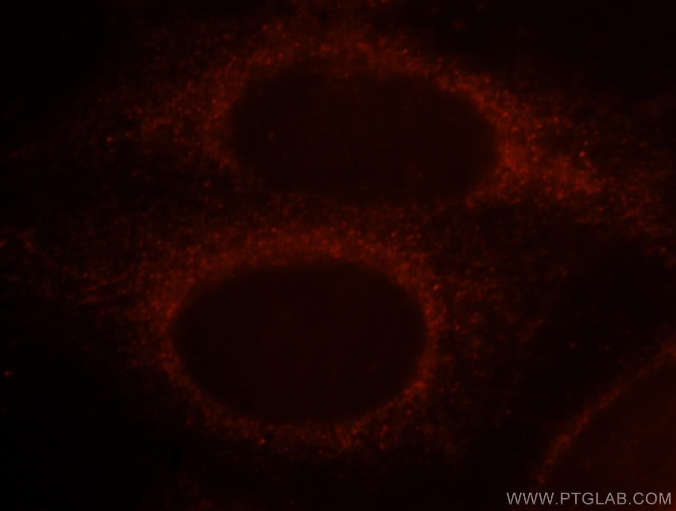 Immunofluorescence (IF) / fluorescent staining of HepG2 cells using PARD6B Polyclonal antibody (13996-1-AP)