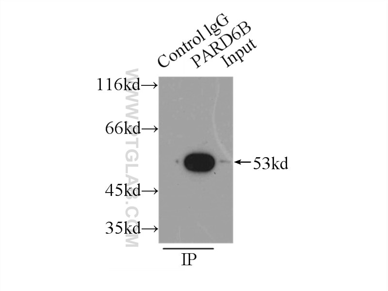 Immunoprecipitation (IP) experiment of HEK-293 cells using PARD6B Polyclonal antibody (13996-1-AP)