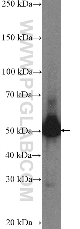 Western Blot (WB) analysis of HEK-293 cells using PARD6B Polyclonal antibody (13996-1-AP)