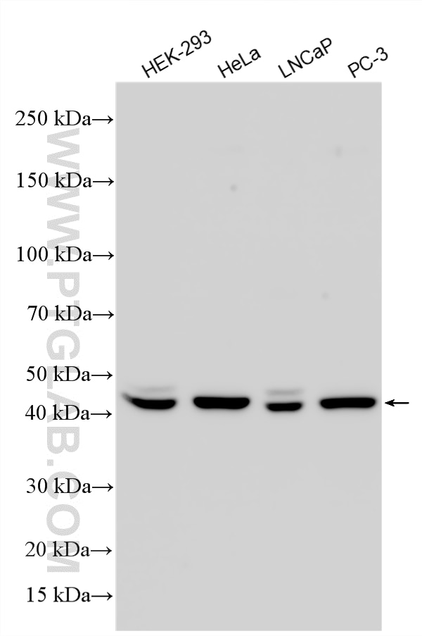 Western Blot (WB) analysis of various lysates using PARD6B Polyclonal antibody (13996-1-AP)