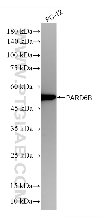 WB analysis using 86786-1-RR Western Blot (WB) analysis of various lysates using PARD6B Recombinant monoclonal antibody (86786-1-RR)