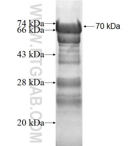 PARD6B fusion protein Ag5083 SDS-PAGE
