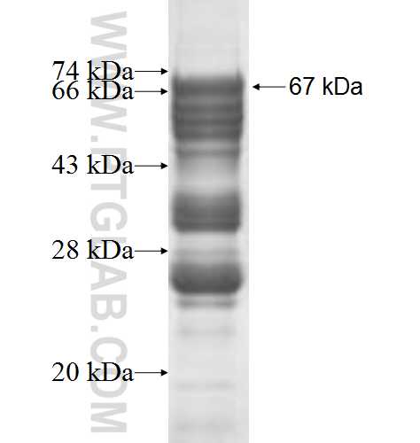 PARD6G fusion protein Ag5551 SDS-PAGE