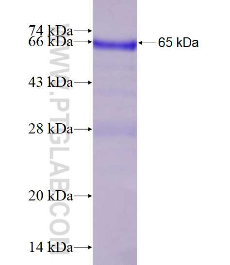 PARG fusion protein Ag27137 SDS-PAGE