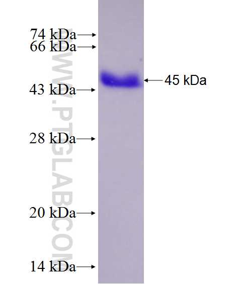 PARG fusion protein Ag27288 SDS-PAGE