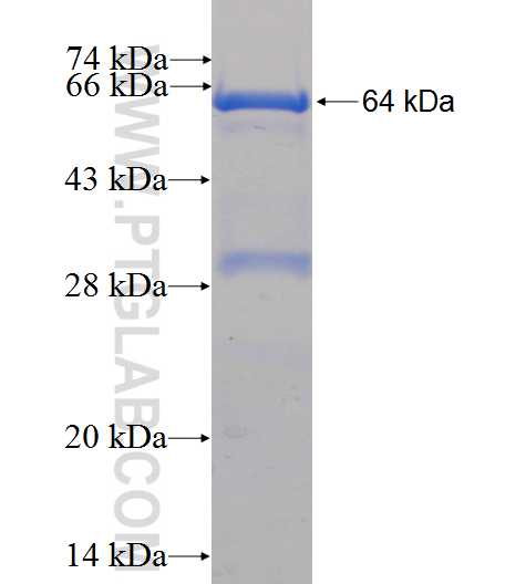 PARG fusion protein Ag5466 SDS-PAGE