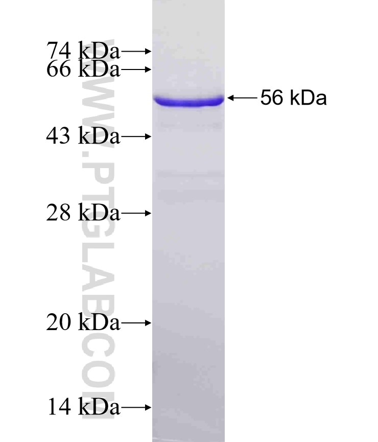 Parkin fusion protein Ag5092 SDS-PAGE