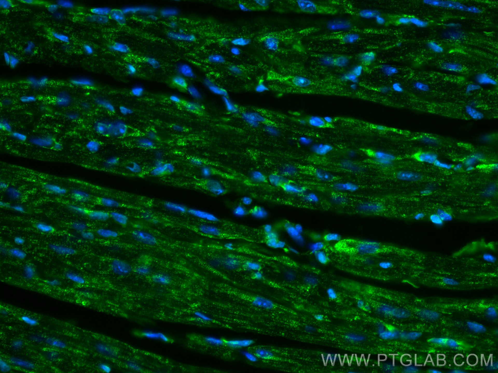 IF Staining of mouse heart using CL488-14060