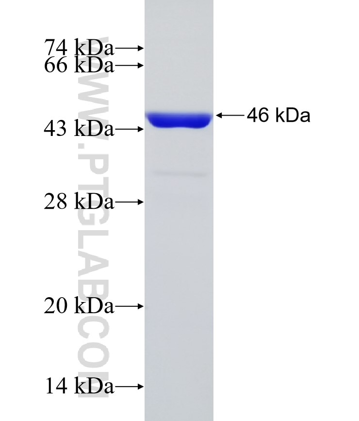 PARK7,DJ-1 fusion protein Ag2287 SDS-PAGE