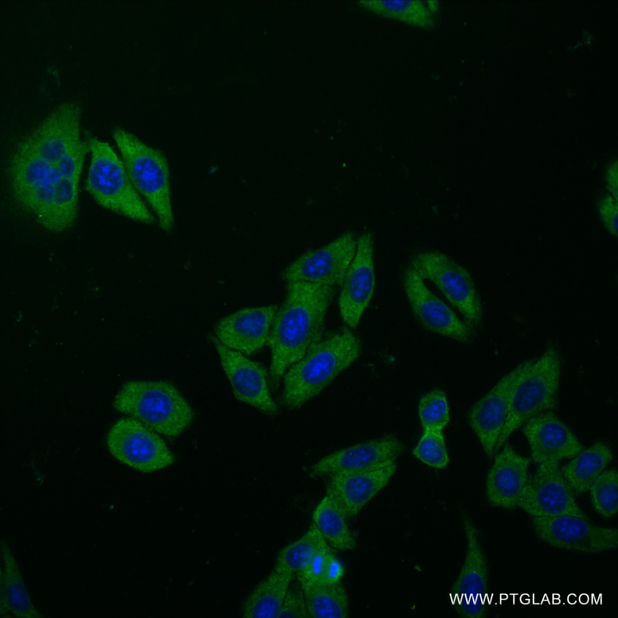 Immunofluorescence (IF) / fluorescent staining of HepG2 cells using PARK7,DJ-1 Recombinant antibody (82913-1-RR)