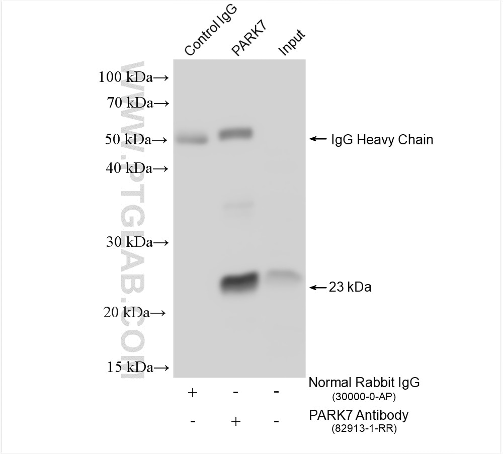 Immunoprecipitation (IP) experiment of HeLa cells using PARK7,DJ-1 Recombinant antibody (82913-1-RR)