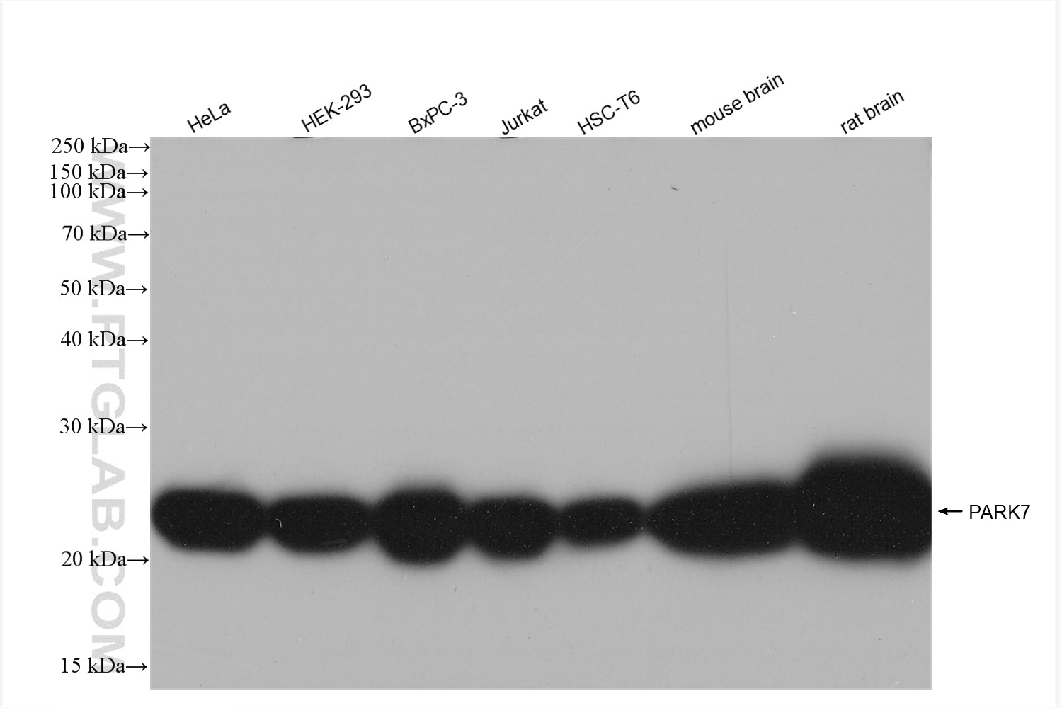 Western Blot (WB) analysis of various lysates using PARK7,DJ-1 Recombinant antibody (82913-2-RR)