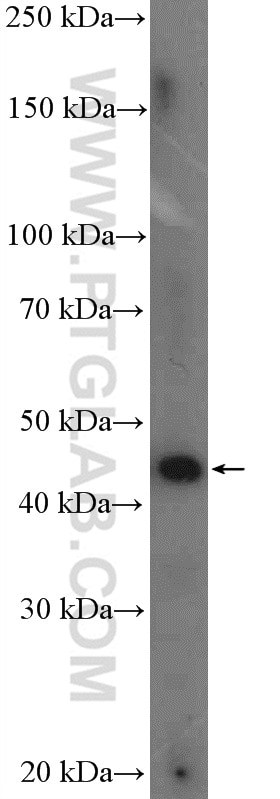 Western Blot (WB) analysis of HEK-293 cells using PARL Polyclonal antibody (26679-1-AP)