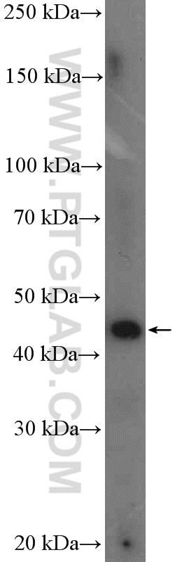 WB analysis of HEK-293 using 26679-1-AP