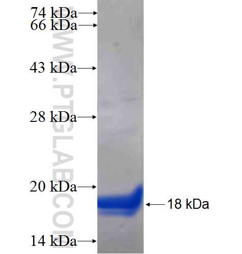 PARL fusion protein Ag24789 SDS-PAGE