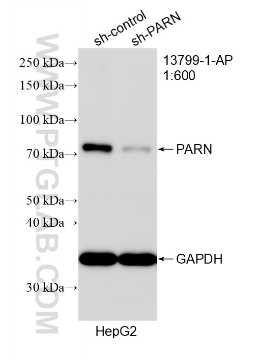 Western Blot (WB) analysis of HepG2 cells using PARN Polyclonal antibody (13799-1-AP)