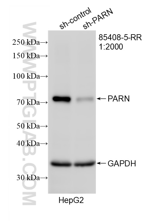 WB analysis of HepG2 using 85408-5-RR Western Blot (WB) analysis of HepG2 cells using PARN Recombinant monoclonal antibody (85408-5-RR)