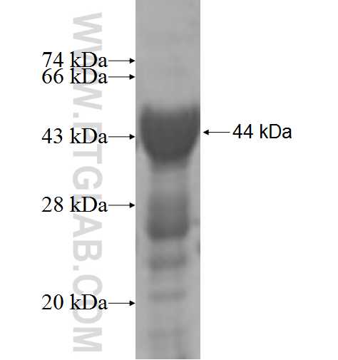 PARN fusion protein Ag4783 SDS-PAGE
