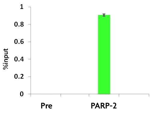 PARP-2 antibody tested by ChIP analysis. Chromatin IP performed on stably transfected AC16 cells using the per-immune serum (Pre) or the PARP-2 antibody. ChIP DNA was subjected to qPCR using primers specific for human CD36 gene. Data are presented relative to input.