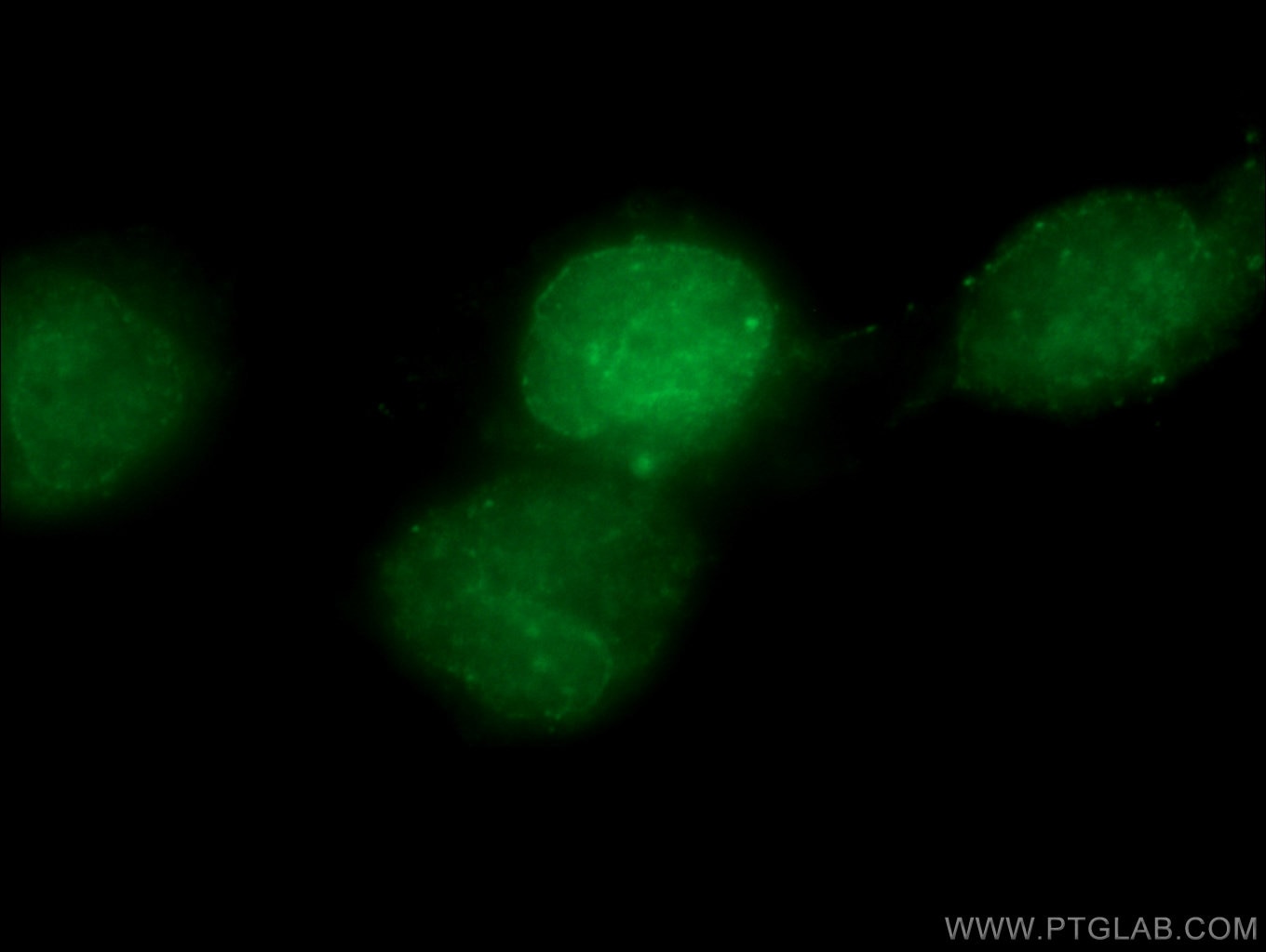 Immunofluorescence (IF) / fluorescent staining of Neuro-2a cells using PARP1 Polyclonal antibody (13371-1-AP)