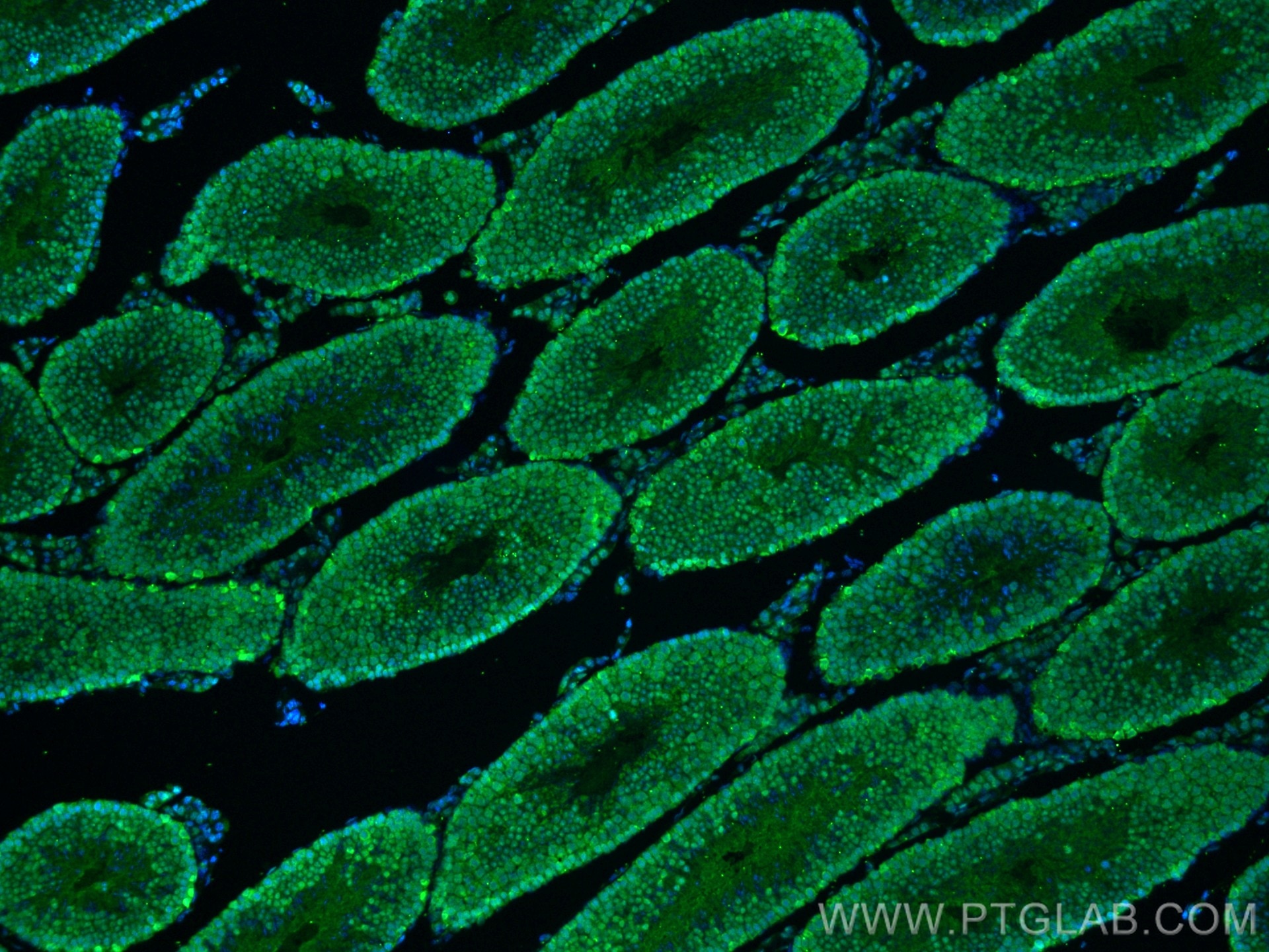 Immunofluorescence (IF) / fluorescent staining of mouse testis tissue using PARP1 Polyclonal antibody (13371-1-AP)