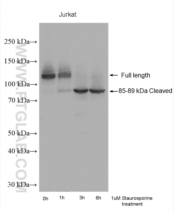 Western Blot (WB) analysis of various lysates using PARP1 Polyclonal antibody (13371-1-AP)