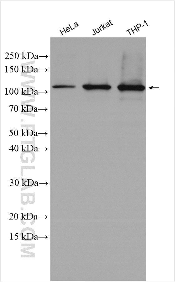 Western Blot (WB) analysis of various lysates using PARP1 Polyclonal antibody (13371-1-AP)