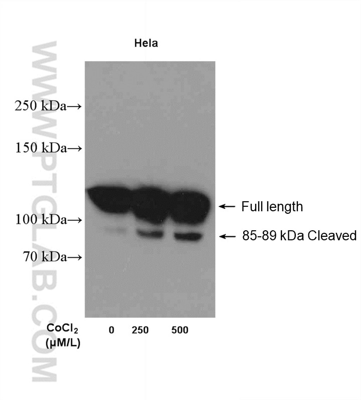 Western Blot (WB) analysis of HeLa cells using PARP1 Polyclonal antibody (13371-1-AP)