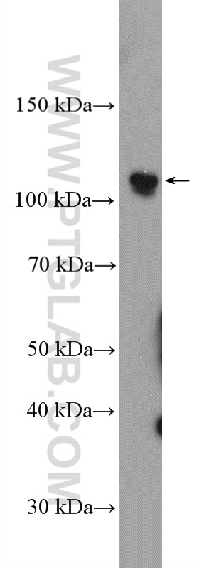 Western Blot (WB) analysis of C6 cells using PARP1 Polyclonal antibody (13371-1-AP)