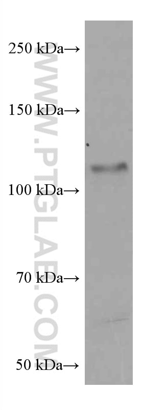 WB analysis of RAW 264.7 using 66520-1-Ig