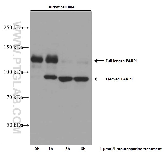 Western Blot (WB) analysis of Jurkat cells using PARP1 Monoclonal antibody (66520-1-Ig)