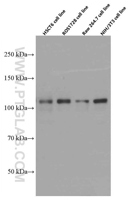 Western Blot (WB) analysis of HSC-T6 cells using PARP1 Monoclonal antibody (66520-1-Ig)