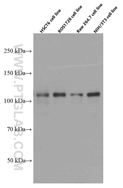 WB analysis of HSC-T6 using 66520-1-Ig