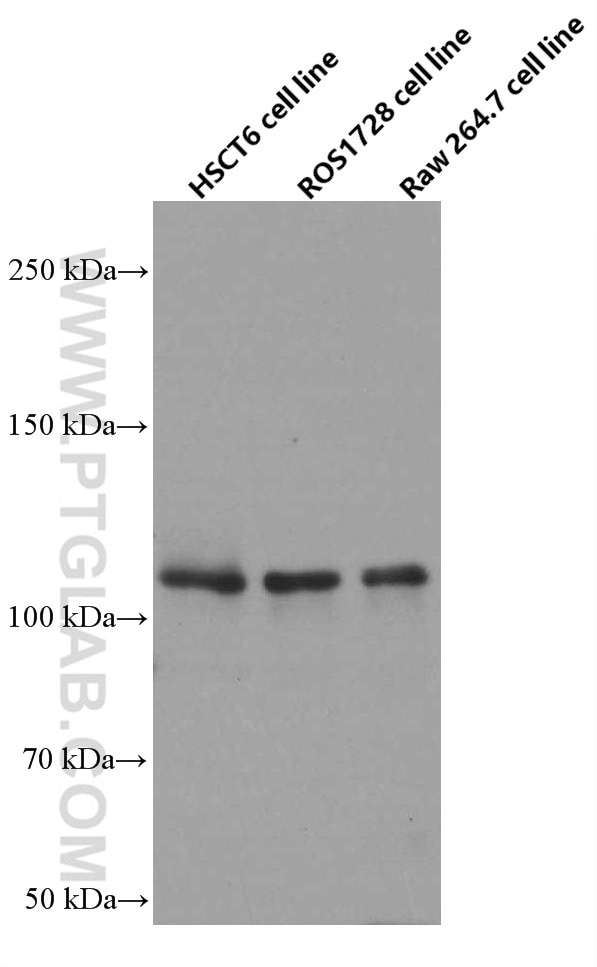 Western Blot (WB) analysis of various lysates using PARP1 Monoclonal antibody (66520-1-Ig)