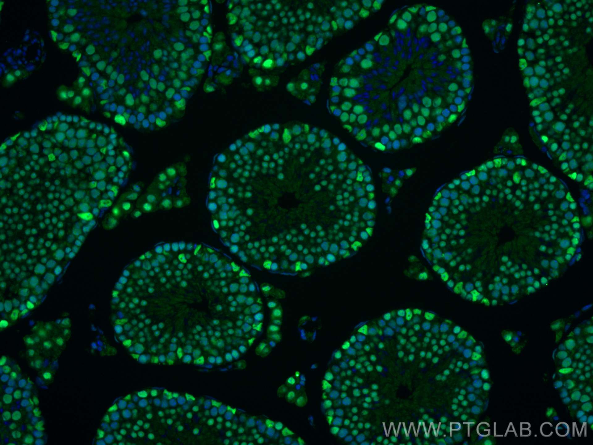 Immunofluorescence (IF) / fluorescent staining of mouse testis tissue using PARP1 Recombinant antibody (80174-1-RR)