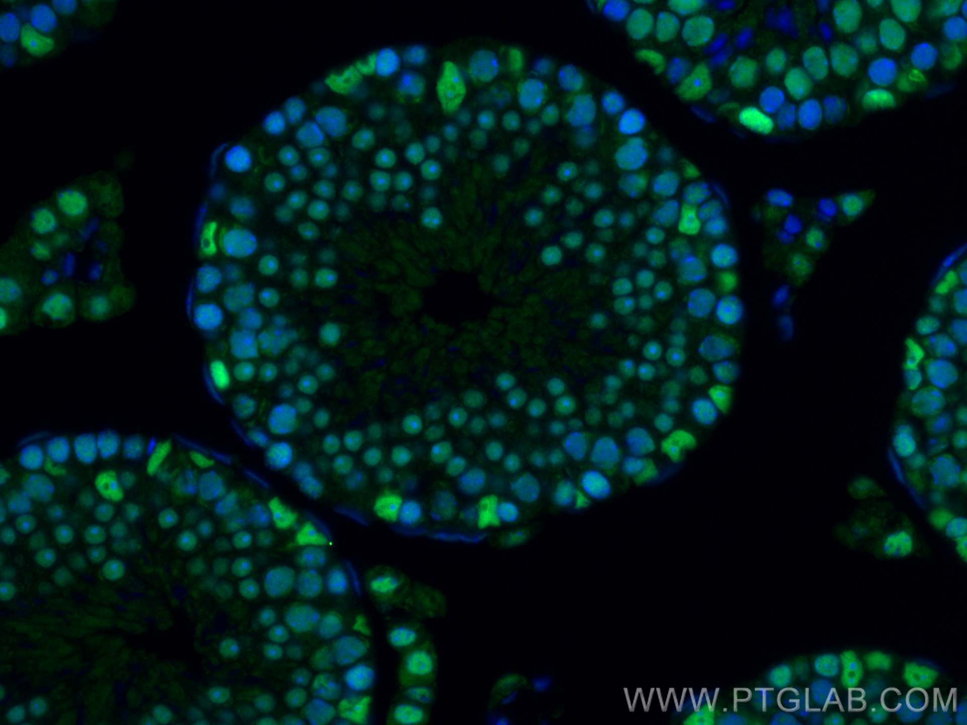 Immunofluorescence (IF) / fluorescent staining of mouse testis tissue using PARP1 Recombinant antibody (80174-1-RR)