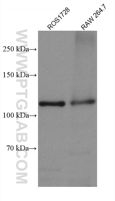 Western Blot (WB) analysis of various lysates using PARP1 Recombinant antibody (80174-1-RR)