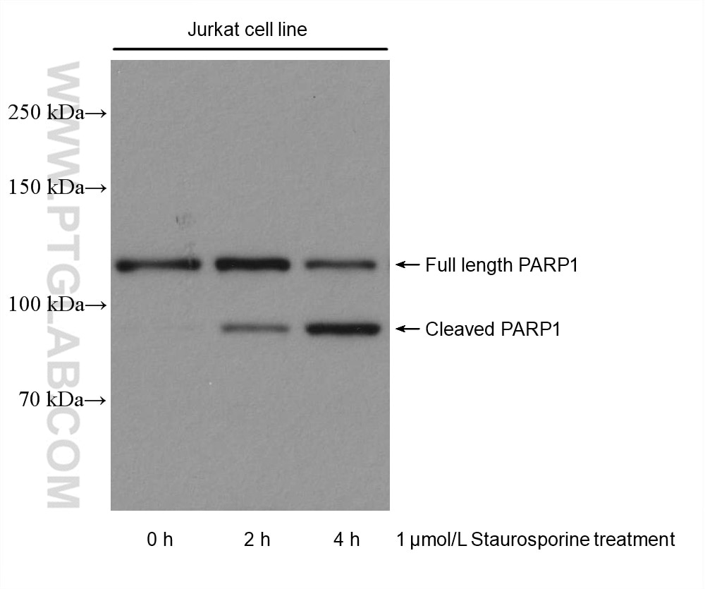 Western Blot (WB) analysis of various lysates using PARP1 Recombinant antibody (80174-1-RR)