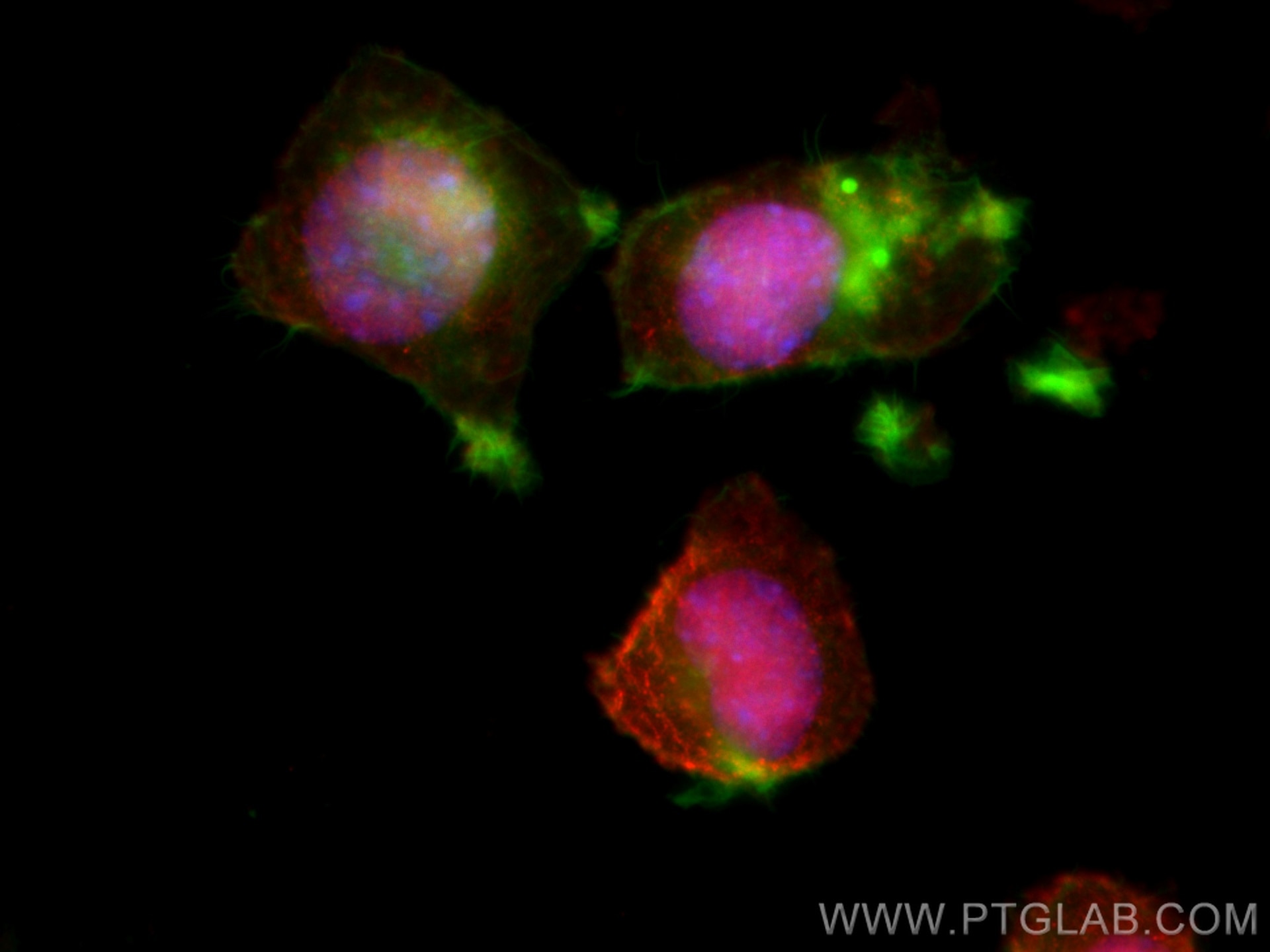 Immunofluorescence (IF) / fluorescent staining of Neuro-2a cells using CoraLite®594-conjugated PARP1 Monoclonal antibody (CL594-66520)