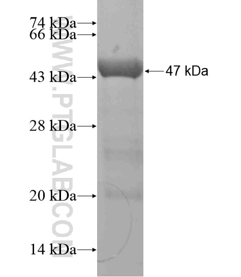 PARP1 fusion protein Ag19173 SDS-PAGE